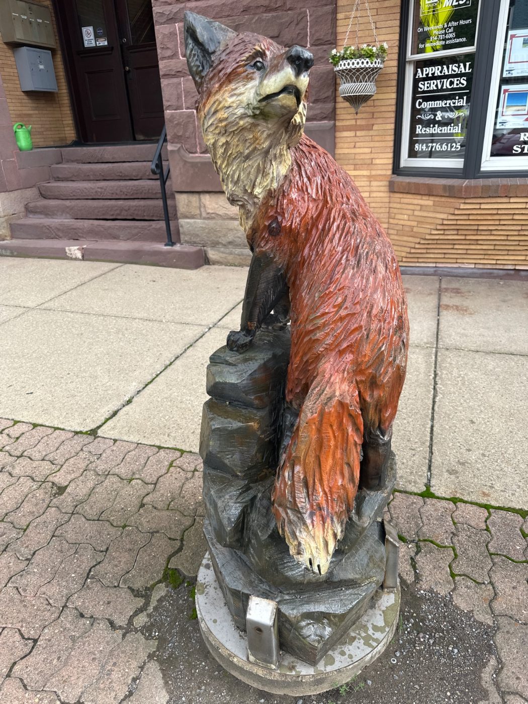 red fox perched on rock at Ridgway PA